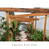 Cypress